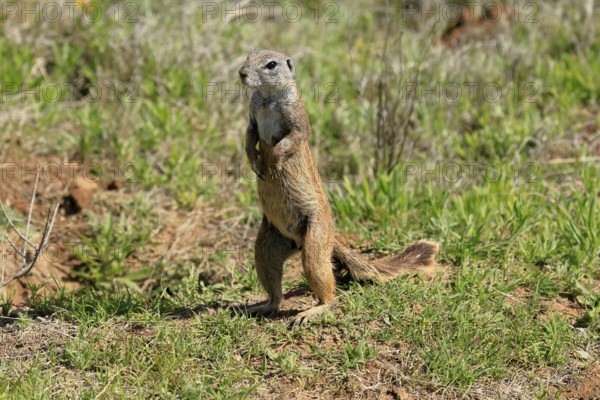 Cape bristle-necked squirrel (Xerus inauris), adult, alert, standing upright, foraging, Mountain