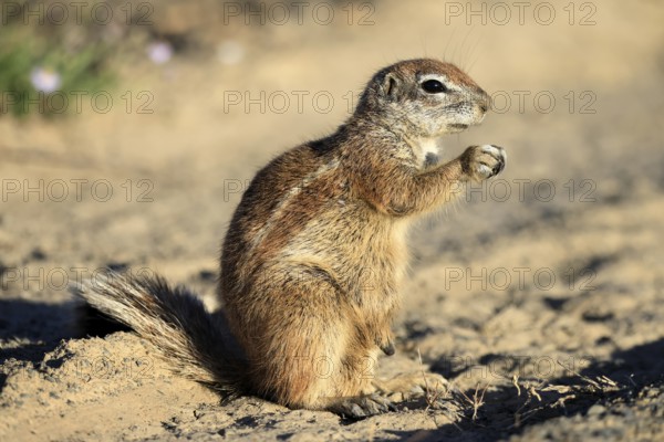 Cape bristle-thighed squirrel (Xerus inauris), adult, standing upright, feeding, Mountain Zebra