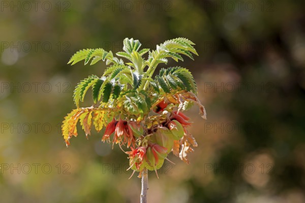 Honeybush (Melianthus comosus), flower, flowering, Karoo Botanic Gardens, Worcester, Western Cape,