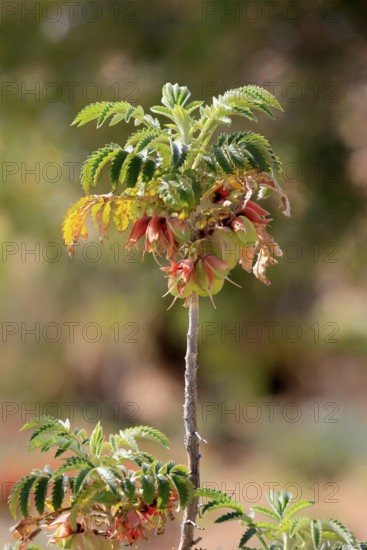 Honeybush (Melianthus comosus), flower, flowering, Karoo Botanic Gardens, Worcester, Western Cape,