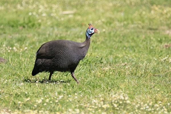 Helmeted guineafowl (Numida meleagris), adult, calling, running, foraging, Kirstenbosch Botanical
