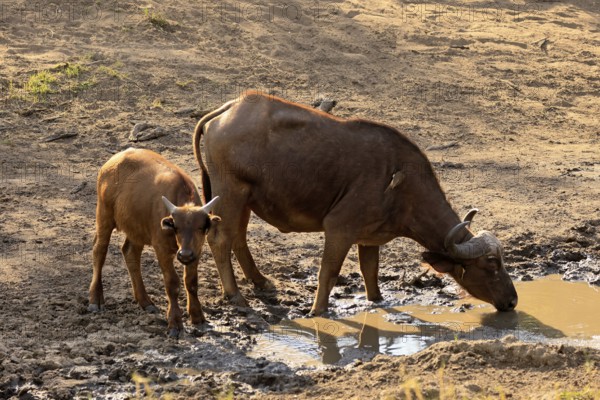 Cape buffalo (Syncerus caffer), adult, female, juvenile, drinking, water, Kruger, Kruger National