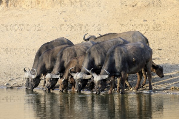 Cape buffalo (Syncerus caffer), adult, young animal, drinking, water, herd, Kruger, Kruger National