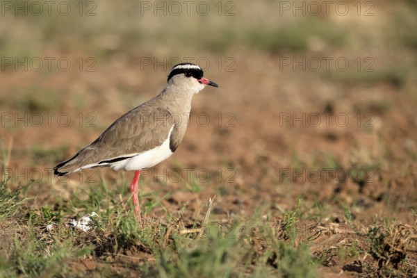 Crowned Lapwing (Vanellus coronatus) adult, vigilant, foraging, Mountain Zebra National Park, South