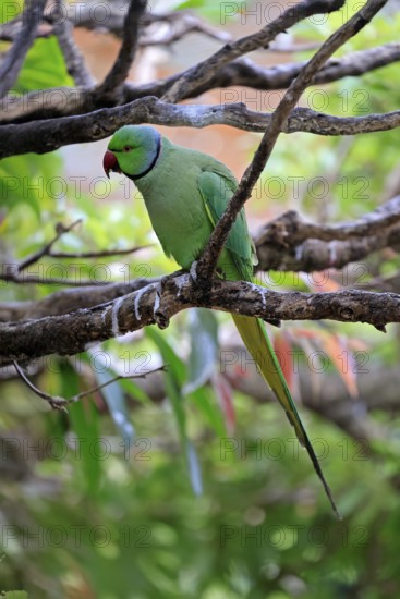 Collared Conure (Psittacula krameri), Alexander's Conure, adult male, on tree, Western Cape, South