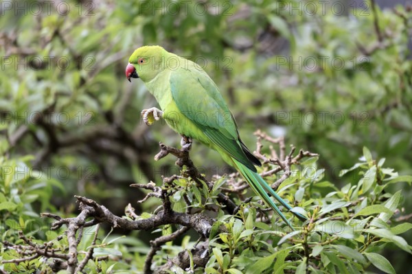 Collared Conure (Psittacula krameri), Alexander's Conure, adult, male, on tree, feeding, with food,