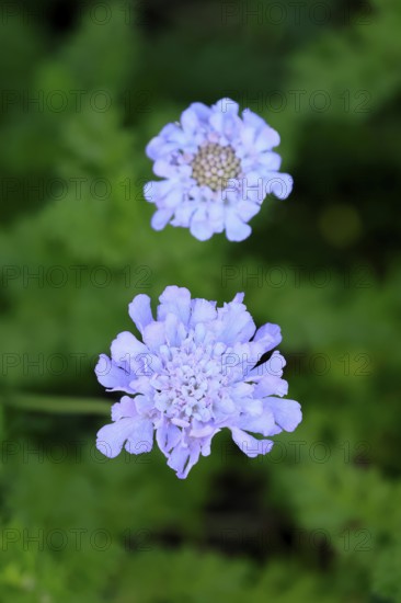 Scabiosa lucida, flower, in bloom, Kirstenbosch Botanical Gardens, Cape Town, South Africa