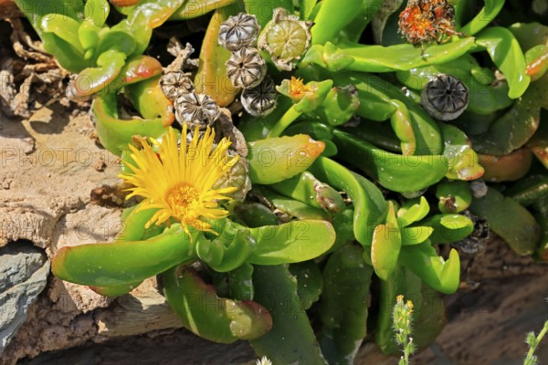 Tongue-leaf plant, succulent species, flower, flowering, yellow, Karoo Botanic Gardens, Worcester,