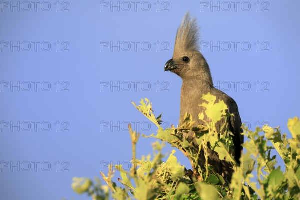 Grey Go-away-bird (Crinifer concolor), Grey Go-away-bird, adult, on tree, alert, portrait, Kruger,