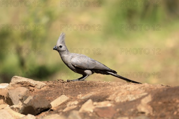 Grey Go-away-bird (Crinifer concolor), Grey Go-away-bird, adult, on ground, foraging, alert,