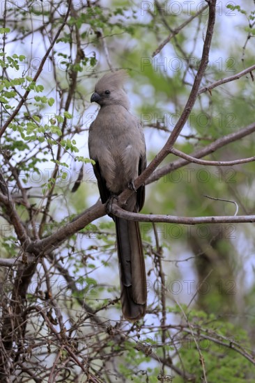 Grey Go-away-bird (Crinifer concolor), Grey Go-away-bird, adult, on tree, alert, Kruger, Kruger