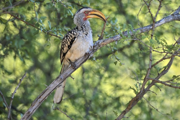 Southern Yellow-billed Hornbill (Tockus leucomelas), Red-ringed Hornbill, adult, on tree, alert,