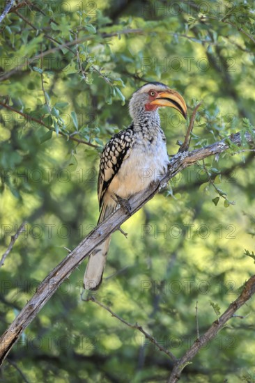 Southern Yellow-billed Hornbill (Tockus leucomelas), Red-ringed Hornbill, adult, on tree, alert,