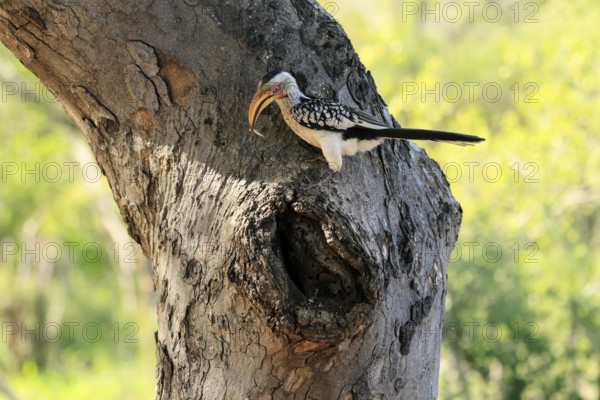 Southern Yellow-billed Hornbill (Tockus leucomelas), Red-ringed Hornbill, adult, male, at breeding