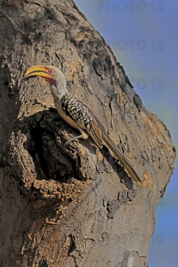 Southern Yellow-billed Hornbill (Tockus leucomelas), Red-ringed Hornbill, adult, male, at breeding