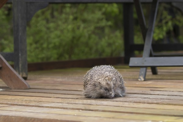 European hedgehog (Erinaceus europaeus) adult animal on wooden decking in an urban garden, England,