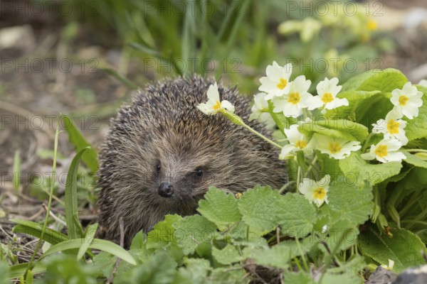 European hedgehog (Erinaceus europaeus) adult animal next to wild primrose flowers in the spring,