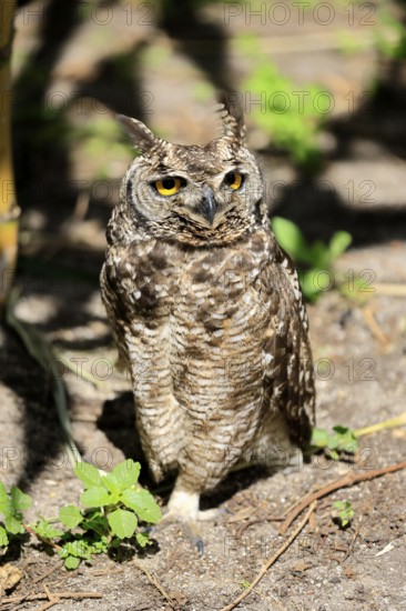 Spotted Eagle Owl (Bubo africanus), adult, on the ground, alert, Cape Town, Western Cape, South