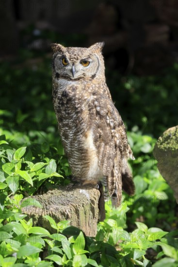 Spotted Eagle Owl (Bubo africanus), adult, on tree trunk, alert, Cape Town, Western Cape, South
