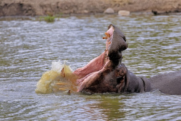 Hippopotamus (Hippopatamus amphibius), adult, in water, yawning, threatening, portrait, Kruger,