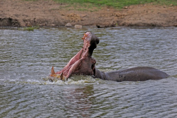 Hippopotamus (Hippopatamus amphibius), adult, in water, yawning, threatening, Kruger, Kruger