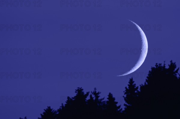 Crescent moon... Moon, new moon in the dark night sky above the tops of the fir trees, narrow,