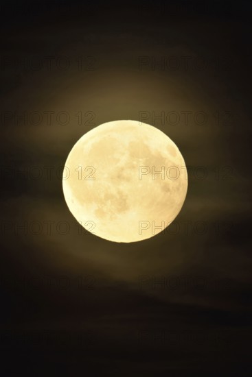 Low full moon, moon (super moon) in starry night shines brightly in August in dark night with