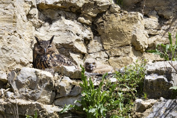 Eurasian Eagle-owl (Bubo bubo) adult bird at nest with chicks Germany