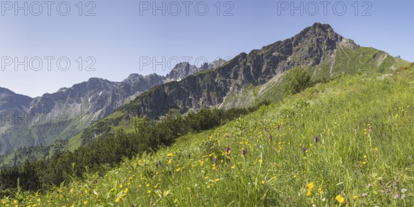 Panorama over a mountain flower meadow in front of the Kanzelwand, 2058m, border mountain in the