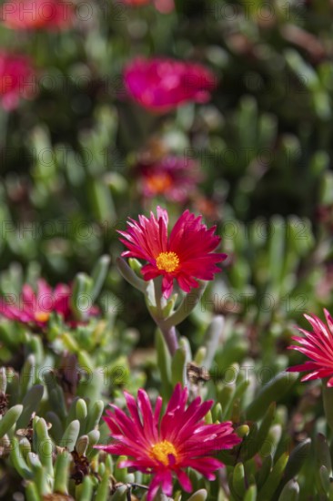 Close-up of several pink flowers with yellow centre in a green environment, midday flowers,