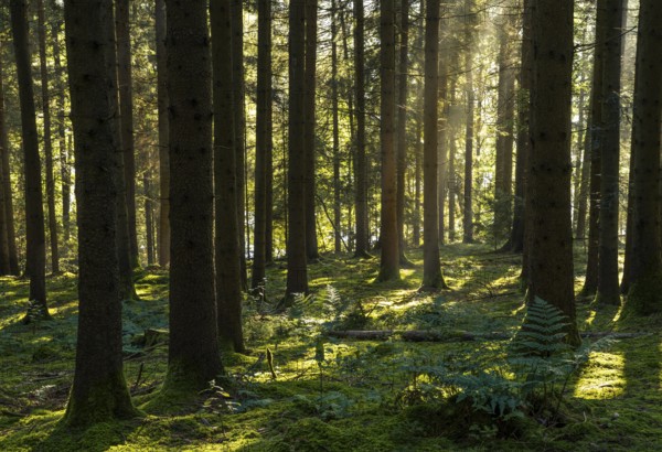 Spruce forest around Lake Blaibach, morning atmosphere. Blaibach, district of Cham, Upper