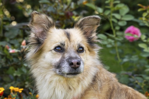 Light brown mixed-breed dog, medium-length coat, portrait, in the garden. Older dog, white muzzle.