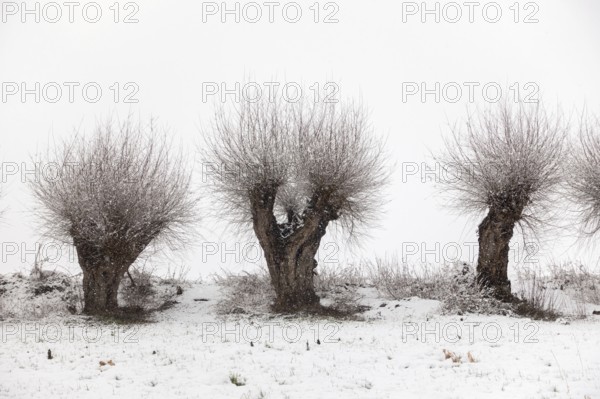 Gnarled Struwelpeter... old pollarded trees (Lower Rhine) in winter, Meerbusch, Ilvericher
