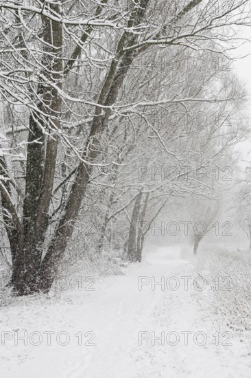 Winter walk... StrÃ¼mper Bruch, Ilvericher Altrheinschlinge (Meerbusch, Rheinkreis Neuss) in
