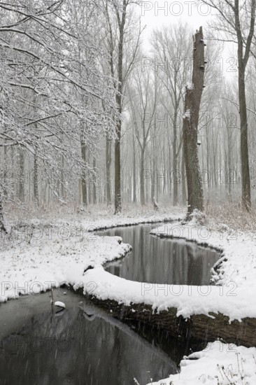 Sudden onset of winter, winter with snowfall in Meerbusch, Ilvericher Altrheinschlinge, small