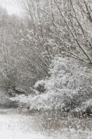 Onset of winter... Meerbusch (Rhineland) near DÃ¼sseldorf, snow-covered bushes and trees after a