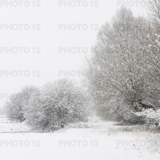 Onset of winter... Meerbusch (Rhineland) near DÃ¼sseldorf, snow-covered bushes and trees after a