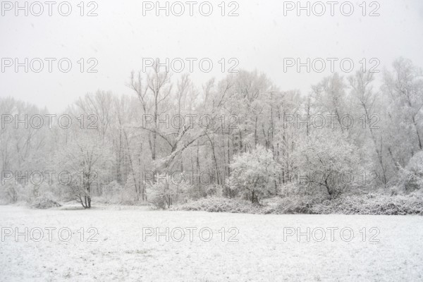 Winter walk in snowfall... Meerbusch (Rhineland), edge of the forest at StrÃ¼mper bush, a relict