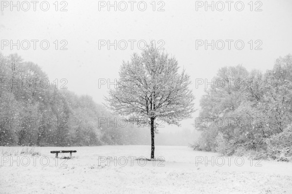 Bench next to a tree, idyll at the onset of winter on the outskirts of Meerbusch, near Lank-Latum,