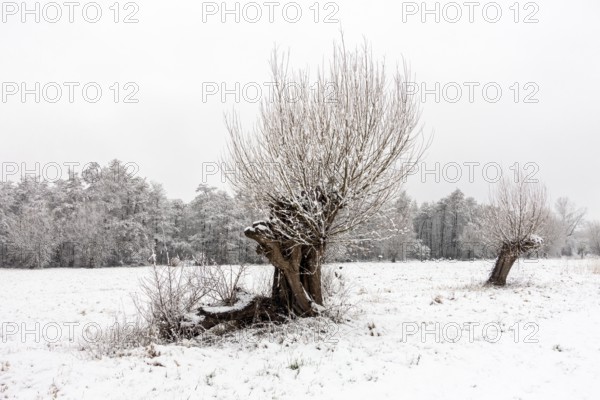 Old gnarled pollarded trees, pollarded willows in the snow on the Lower Rhine, on the left bank of