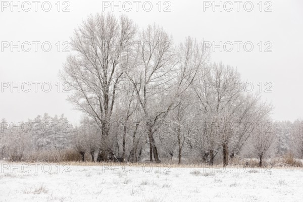 Winter landscape on the Lower Rhine, during snowfall, old gnarled pollarded trees and tall poplars