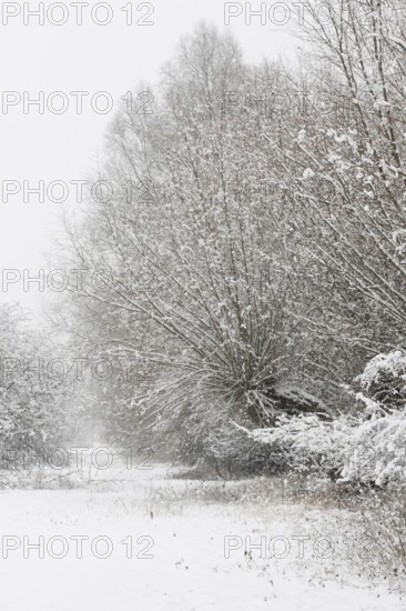 Onset of winter... Meerbusch (Rhineland) near DÃ¼sseldorf, snow-covered bushes and trees after a