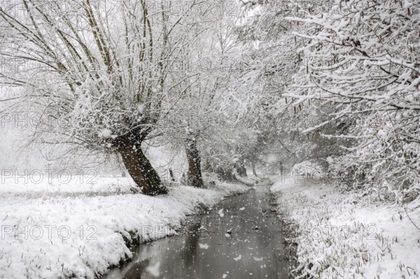 Stream, old drainage ditch in the Rhine floodplains near Meerbusch in winter with snow, Ilvericher