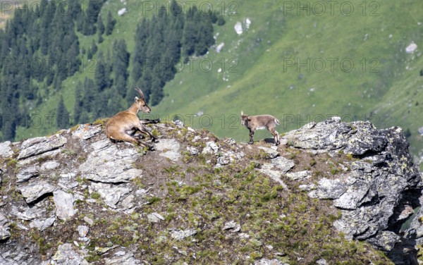 Alpine ibex (Capra ibex) mother and young at the summit of Mont Blana, Hérménence, Valais Alps,