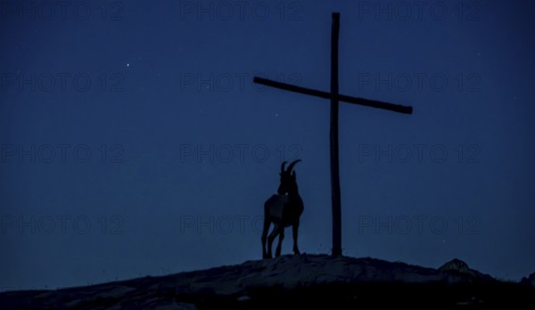 Alpine ibex (Capra ibex) silhouette at night next to a summit cross in front of a starry sky,