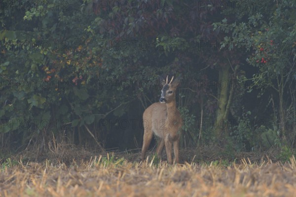 At the edge of a field... Roe deer (Capreolus capreolus), young roebuck, spike cautiously leaves