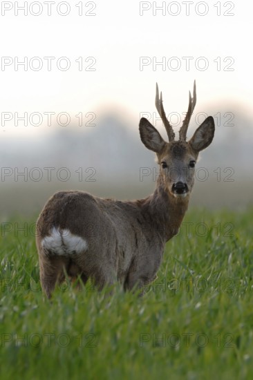 Roe deer (Capreolus capreolus), capital roebuck with beautiful antlers, antlers, long, high