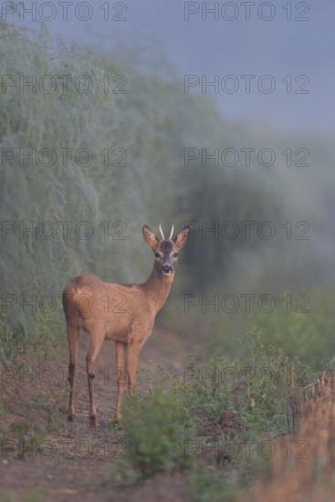 When the asparagus shoots... Roebuck (Capreolus capreolus), roe deer, young buck, spike in summer