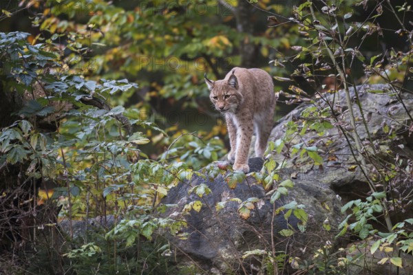 Stealthy hunter... Eurasian lynx (Lynx lynx) standing on a raised rock between autumn-coloured