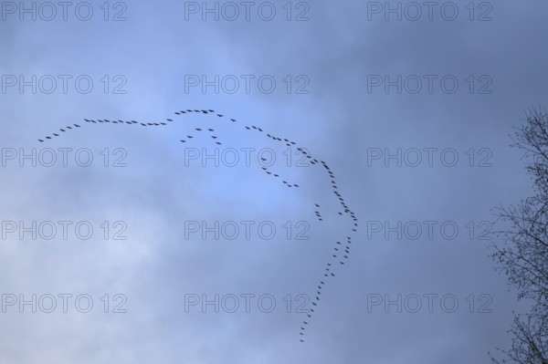 Cranes, grey cranes (Grus grus), crane migration, return of the cranes, cranes flying over, large